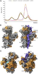Listen to era fm online. Role Of Era In Assembly And Homeostasis Of The Ribosomal Small Subunit Biorxiv