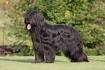 Briard Dog Breed Information - American Kennel Club