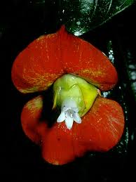 Image result for Psychotria heterosticta