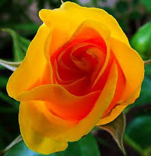 The Yellow Rose Of Southern California Yellow Roses Rose Beautiful Roses