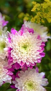 Dahlia Flowers Bloom 720x1280 Wallpaper Pretty Flowers Beautiful Rose Flowers Flower Wallpaper