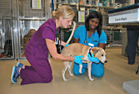 Specialty and emergency medicine in north hills, pittsburgh. Emergency Critical Care Friendship Hospital For Animals