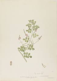 Image result for Indigofera subulata