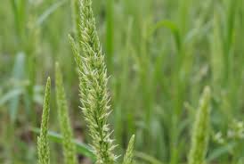 Image result for Sesamum angustifolium