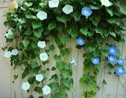Before planting outdoors, be prepared to fight the morning glory away from the rest of your garden. Morning Glory Plants Buy Online Plantslive