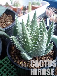 Image result for Cyclantheropsis parviflora