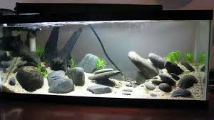Rio Xingu Biotope Fish Aquarium Decorations Cichlid Aquarium Aquarium Fish