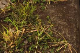 Image result for Melinis ambigua