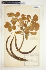 Image result for Markhamia zanzibarica