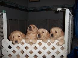 Jackapoo puppies (3/4 poodle) scarborough, north yorkshire. 8 Golden Retriever Puppies For Sale In Cobourg Ontario Your Pet For Sale