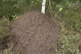 Image result for Lagenaria rufa