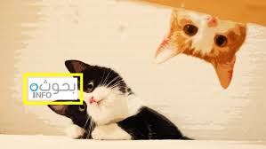 تربية القطط نصائح هامة لكل من يود تربية قطة بالمنزل cats animals