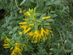 Image result for Cleomaceae