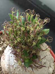Image result for Ceropegia conrathii