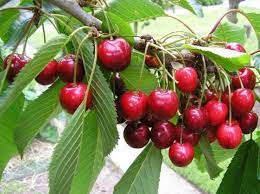 & while i'm on here how would you go about fertilizing fruit trees? Cherry Fruit Cultivation Information Guide Agri Farming