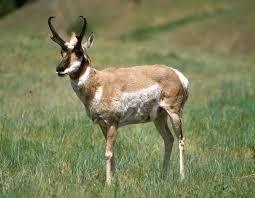 Crafted by a fence after he has been sold the legendary pronghorn horn. File Pronghorn Antelope Usfws Jpg Wikimedia Commons