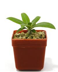 Image result for Pachypodium lealii