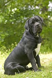 Jigsaw Puzzle Dog Cane Corso Italian Mastiff In 2020 Cane Corso Cane Corso Italian Mastiff Cane Corso Dog