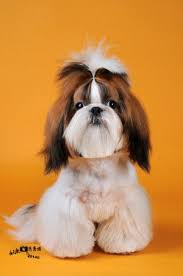A Beautiful Shih Tzu Fashion Photos 3 Cute Dogs Pics Shih Tzu Cute Dogs Shih Tzu Dog