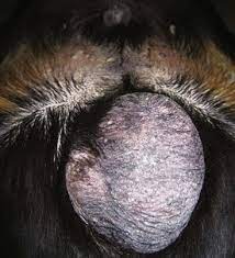 Dogs are the model used to study prostate cancer in humans. Testes And Scrotum Veterian Key