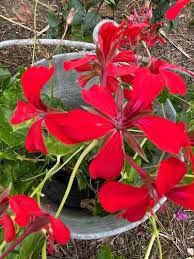 Image result for Pelargonium apetalum