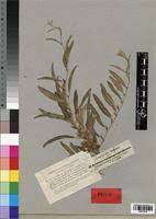 Image result for Ipomoea coscinosperma