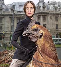 Iulia albu nu se mai desparte de noua ei achiziţie, găina din rasa chateau lou lou de la fraise, pe care o consideră „accesoriul ei de companie. Flash News Bianca Abcdarul Monica È™i GÄƒina Iuliei Albu Academia Catavencu