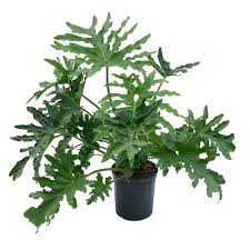 Image result for Thaumatophyllum