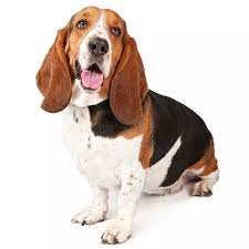Image result for basset hound