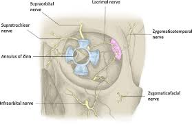 Thoracic nerve roots emerge from the intervertebral foramina into the paravertebral space. Study Of Anatomical Variations Of The Zygomaticofacial Foramen And Calculation Of Reliable Reference Points For Operation Sciencedirect