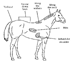 Feeding Evaluating Your Curly Horse