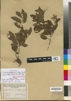 Image result for Grewia microthyrsa