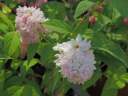 Image result for Deutzia hybrida Pink Pompon