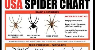 Skips House Of Chaos Spider Chart S