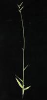 Image result for Urochloa pungipes