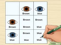 What color eyes will my baby have? How To Predict Your Baby S Eye Color 12 Steps With Pictures