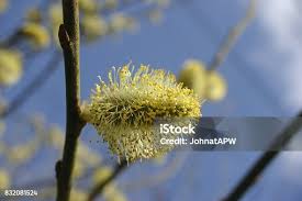 Image result for Goat Willow