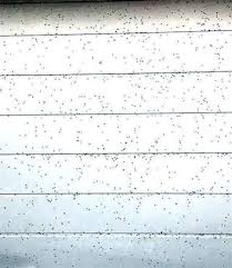 Welcome to the home of caithness quality flies. Plague Of Flies Descends On The County