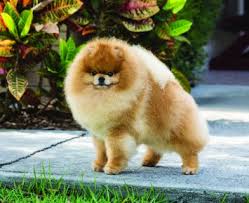 Why buy a pomeranian puppy for sale if you can adopt and save a life? Pomeranian Dog Breed Profile Petfinder