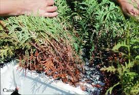 Image result for didymascella thujina