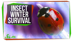 Why Do Birds Fly South For The Winter Biology Birds Fly South Humans Bundle Up But What Do Insects Do To Survive The Winter From Creating Antifreeze Like Alcohols To Bur Survival Insects Winter Survival