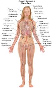 Contributing to their role in protecting the internal thoracic organs. File Female With Organs Png Wikipedia