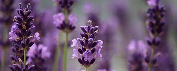 The app is a plant encyclopedia that recognizes over 10,000 different types of plants. The 5 Best Plant Identifier Apps For Android And Iphone Newsgater