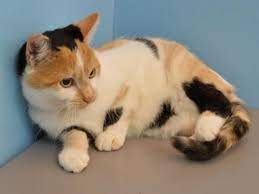 Cali G Oregon Humane Society Humane Society Animals Adoption