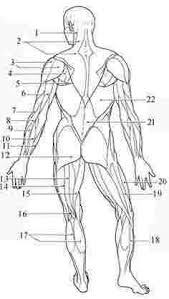 Muscle Identification Coloring Pages In 2020 Muscle Anatomy Human Anatomy And Physiology Anatomy