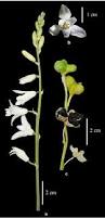Image result for Dipcadi longifolium