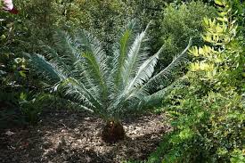 Image result for Cycas revoluta