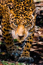 Here S Looking At You Kid Jaguar Animal Animals Animals Wild