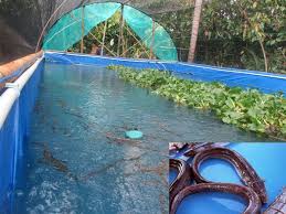 Cara Mudah Dan Efektif Budidaya Ikan Sidat Di Kolam Terpal Menambah Nilai Ekonomi Kolam Ikan Petani