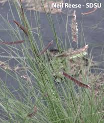 Image result for Poaceae